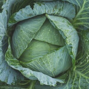 Cabbage
